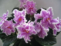 King's Ransom(Lyndon Lyon Greenhouses/D. Herringshaw)