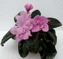 Pink tulip