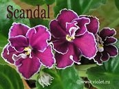 Scandal