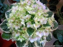 Frosen in time (Sorano)