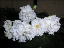 Harlequine