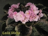 Leila maria