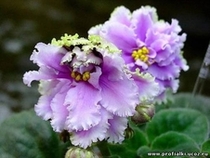 Loisianna lullabyLyndon Lyon Greenhouses/P. Sorano)