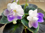 .Mac White water